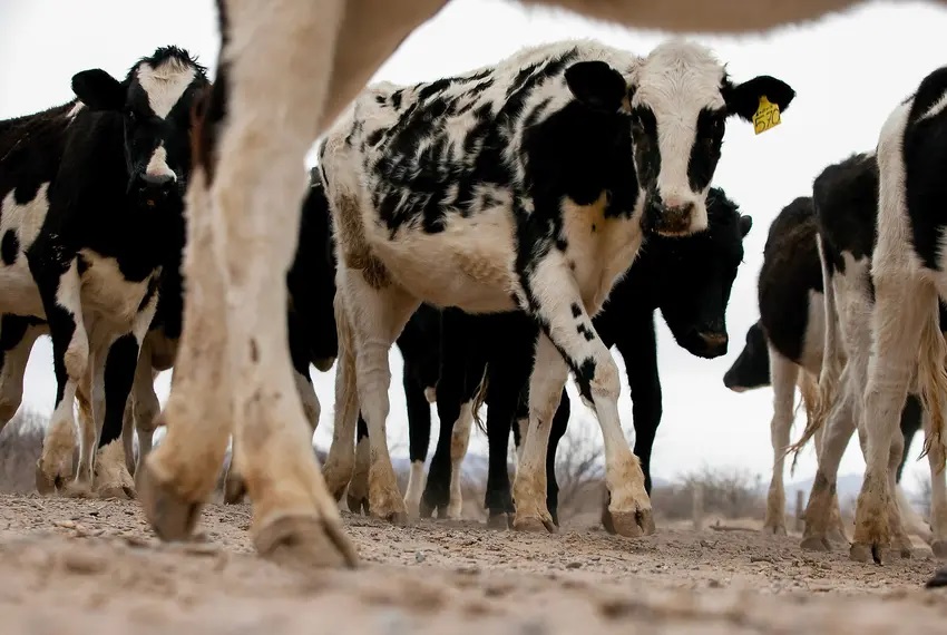 What a bird flu outbreak among cows means for milk supply