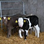 Wicklow Calf Company prioritising farmers who buy their milk replacer