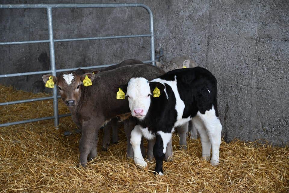 Wicklow Calf Company prioritising farmers who buy their milk replacer