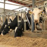 Will Cow Numbers Continue to Decline