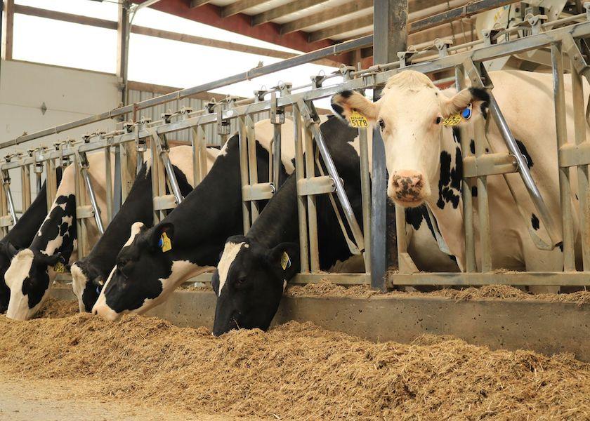 Will Cow Numbers Continue to Decline