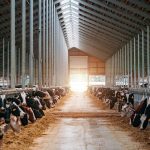 Will Milk Prices Rebound 8 Important Market Signals to Watch