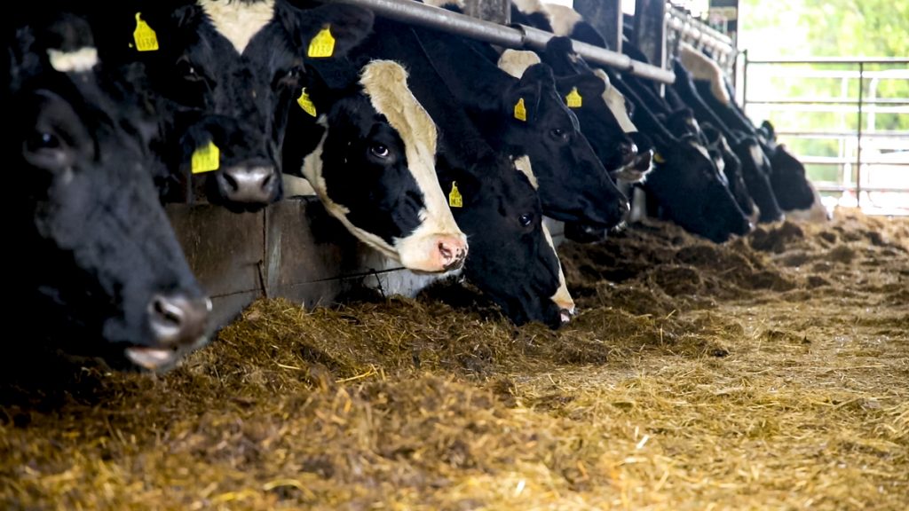 Analyst highlights impact of wet weather on dairy market outlook