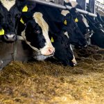 Analyst highlights impact of wet weather on dairy market outlook