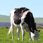 Australian heifer makes $63,000 in NZ sale