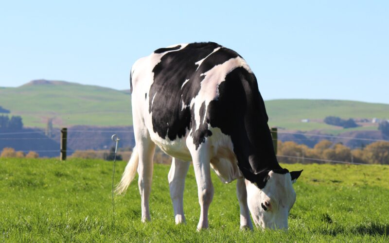 Australian heifer makes $63,000 in NZ sale