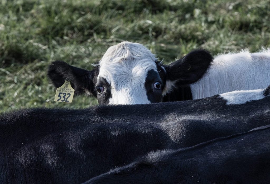 Avian influenza spreads to dairy herds in Michigan and Idaho