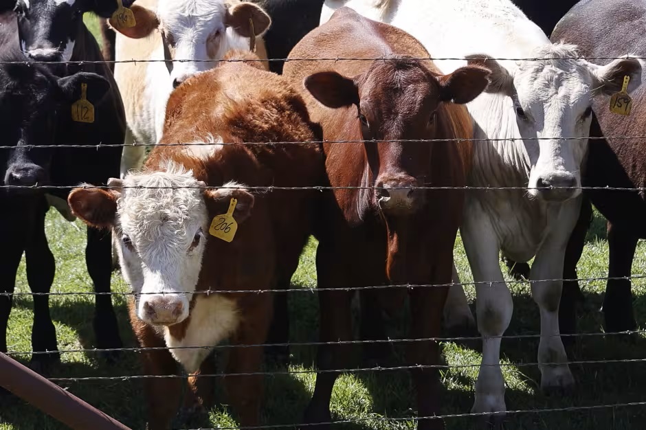 Bird Flu Isn’t Killing Cows. The Experts Are Still Worried