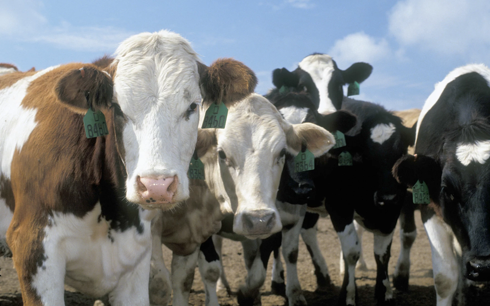 Study: Dairy farmers have more beneficial gut bacteria thanks to their ...