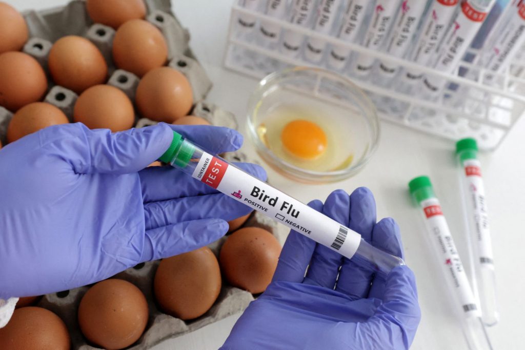 Chickens and cattle hit with massive bird flu outbreak. Will food prices go up