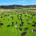 Chinese billionaire to sell Tassie dairies after Fonterra deal sours