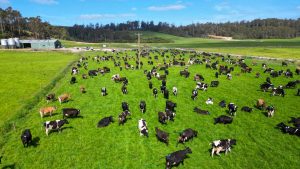 Chinese billionaire to sell Tassie dairies after Fonterra deal sours