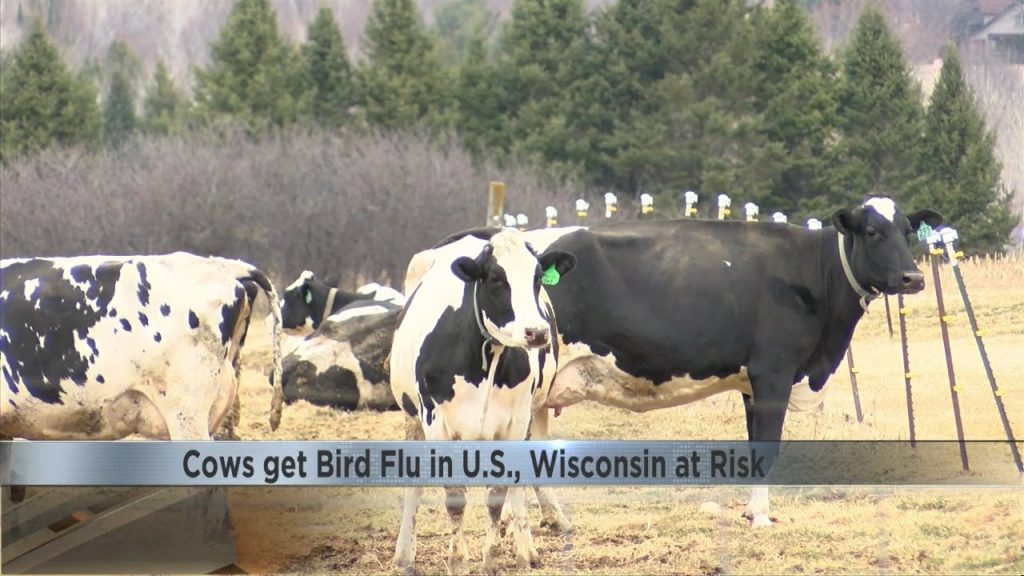 Cows get bird flu in U.S., Wisconsin at risk