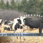 Cows get bird flu in U.S., Wisconsin at risk