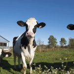 Dairy Farmers of Canada and Starbucks Canada Join Together to Support a Sustainable Future for Dairy