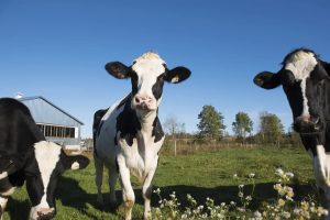 Dairy Farmers of Canada and Starbucks Canada Join Together to Support a Sustainable Future for Dairy