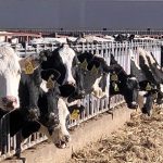 Dairy HPAI Cases Now in 5 States