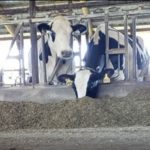 Dairy and beef cattle operations should review their biosecurity plans