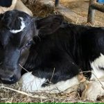 Dairy farm over the moon with calf's unique marking