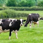 Dairy industry turns to new restrictions in response to HPAI outbreak