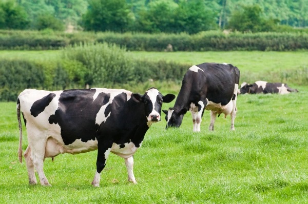 Dairy industry turns to new restrictions in response to HPAI outbreak