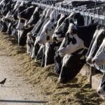 Dairy plays crucial role in NM economy