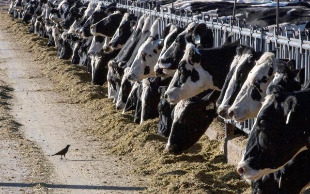 Dairy plays crucial role in NM economy