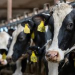 Dairy producers look for positives in 2024