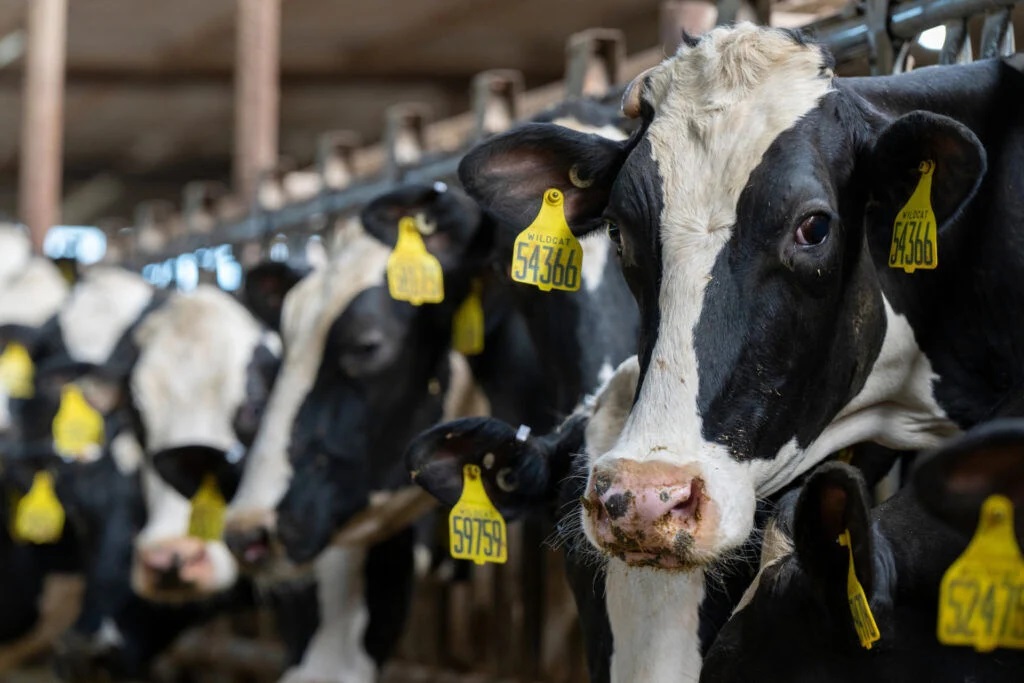 Dairy producers look for positives in 2024