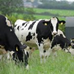 Driving efficiency and sustainability within the dairy sector