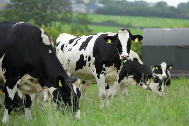 Driving efficiency and sustainability within the dairy sector