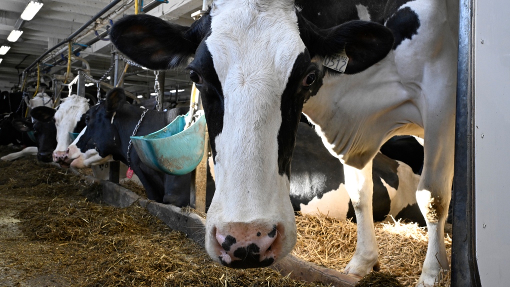 Experts Watch for Dairy Supply Strain as More Discover Sickness