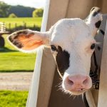 Facility Focus Five Strategies to Reduce Calf Heat Stress