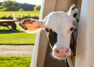 Facility Focus Five Strategies to Reduce Calf Heat Stress