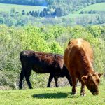 Farmers are being urged to enhance biosecurity with Bird Flu spreading among cattle