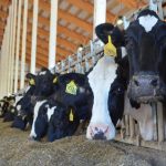 February Milk Production Report Shows Lackluster Numbers