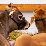 Future is now as robots take centre stage at Canadian Dairy XPO