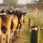 Herd production performance soars