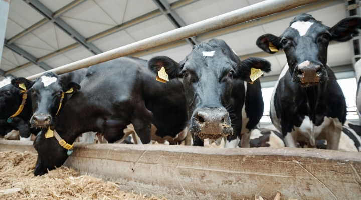 Highly Pathogenic Avian Influenza Detected in South Dakota Dairy Herd