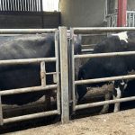 How can farmers reduce the risk of bovine TB on dairy farms