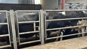 How can farmers reduce the risk of bovine TB on dairy farms