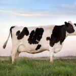 How much time should dairy cows spend outside