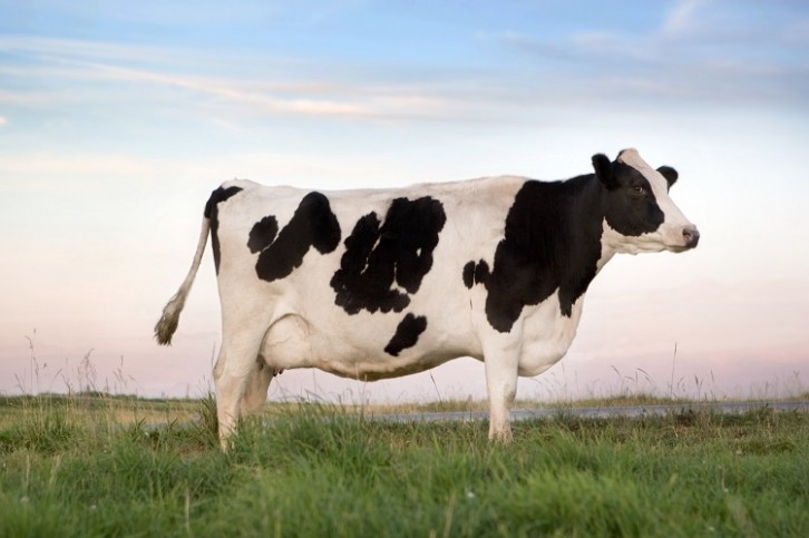How much time should dairy cows spend outside