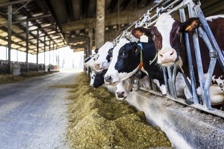 How much time should dairy cows spend outside1