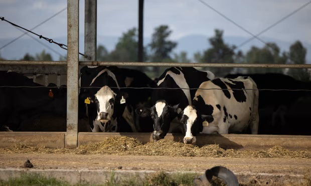 If Australia has reached ‘peak milk’, what does that mean for our food security