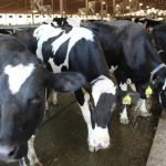 Louisiana takes protective measures for dairy producers, consumers amid emerging cattle disease