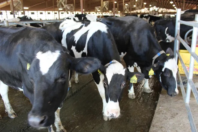 Louisiana takes protective measures for dairy producers, consumers amid emerging cattle disease