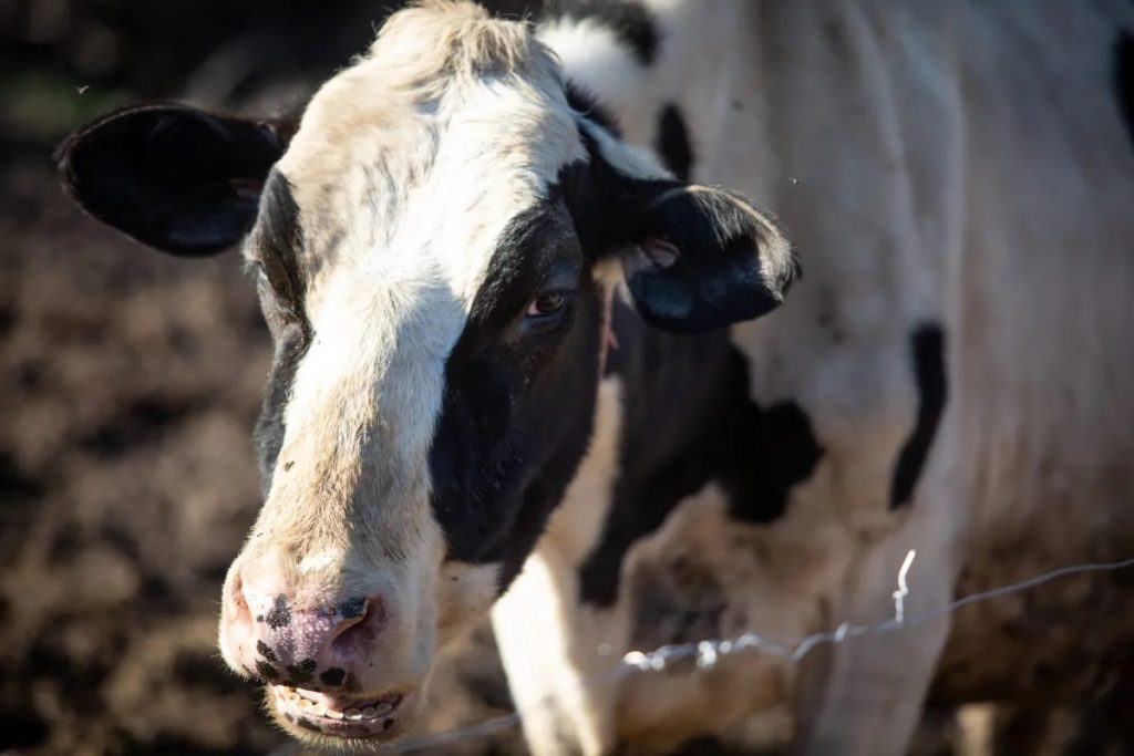 Maine dairy farmers dismayed by Democratic switch on boosting milk prices