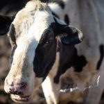 Maine dairy farmers dismayed by Democratic switch on boosting milk prices