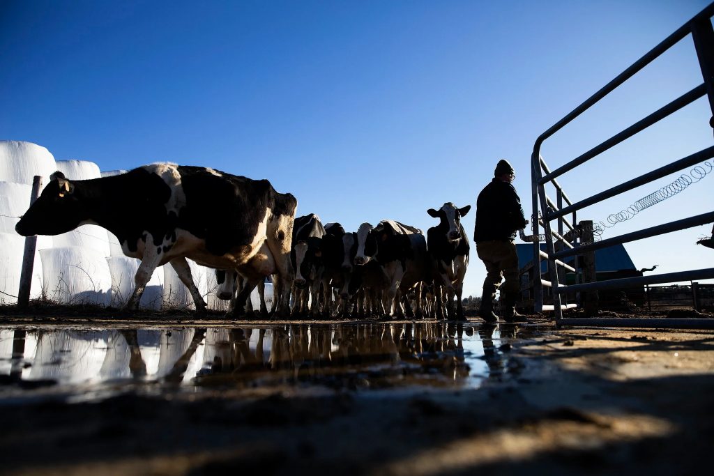 Maine dairy farms are dwindling. A task force is being set up to find out why